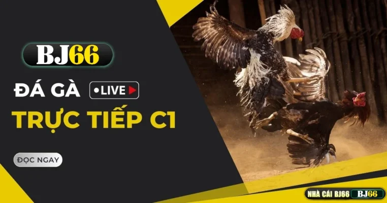 Đá Gà Trực Tiếp C1 – Tựa Game Hấp Dẫn Độc Quyền Từ BJ66 1 da ga truc tiep c1 tai bj66